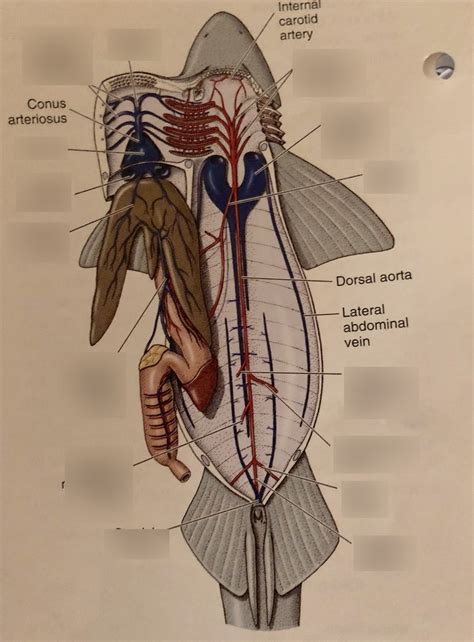 dogfish heart|dogfish heart diagram.